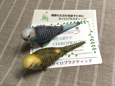 ひざのもんだい -カイロプラクティックに行ってみたー